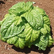 mammoth basil
