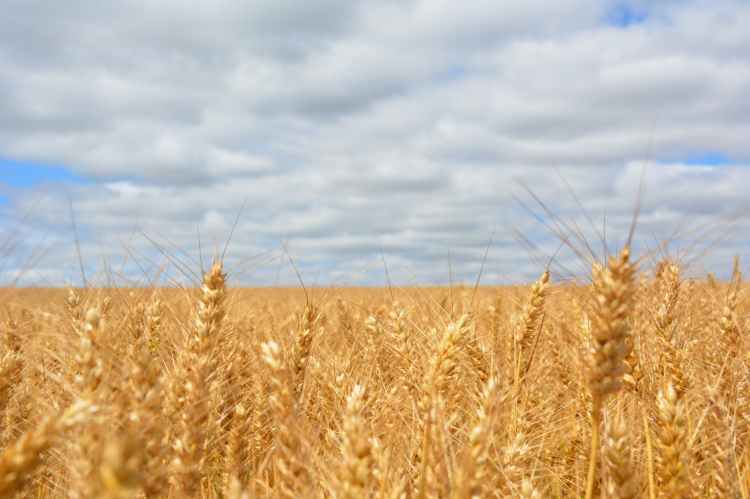 wheat field under blue cloudy sky