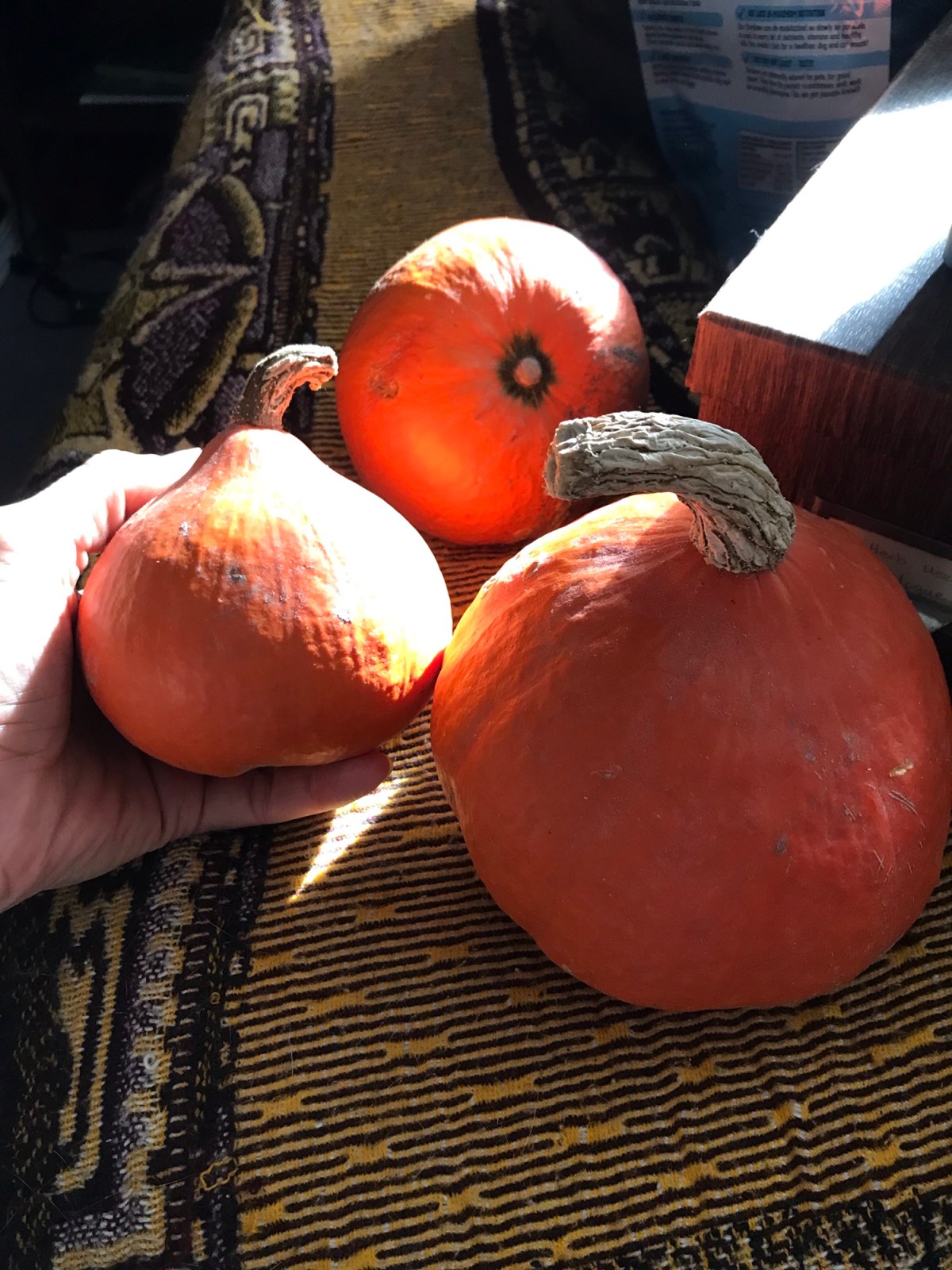 Squashes of all&nbsp;kinds